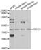 TFIIH basal transcription factor complex helicase XPB subunit antibody, abx001433, Abbexa, Western Blot image 
