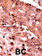Caspase 6 antibody, abx031836, Abbexa, Immunohistochemistry frozen image 