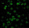 Baculoviral IAP repeat-containing protein 5 antibody, 2235, QED Bioscience, Immunofluorescence image 