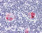 CD1b Molecule antibody, 51-336, ProSci, Immunohistochemistry frozen image 
