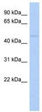 Zinc Finger Protein 597 antibody, TA345546, Origene, Western Blot image 