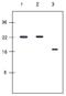 Killer Cell Immunoglobulin Like Receptor, Two Ig Domains And Long Cytoplasmic Tail 4 antibody, SM6021, Origene, Western Blot image 