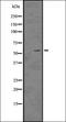 Eukaryotic Translation Initiation Factor 4E antibody, orb336536, Biorbyt, Western Blot image 