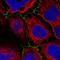 Pleckstrin Homology And RhoGEF Domain Containing G6 antibody, HPA058230, Atlas Antibodies, Immunofluorescence image 