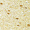 Parvalbumin antibody, 15-053, ProSci, Immunohistochemistry frozen image 