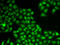 Flap Structure-Specific Endonuclease 1 antibody, 14-128, ProSci, Immunofluorescence image 