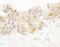 Poly(ADP-Ribose) Polymerase Family Member 10 antibody, NB100-2157, Novus Biologicals, Immunohistochemistry frozen image 