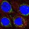 Acyl-CoA Dehydrogenase Family Member 9 antibody, HPA037716, Atlas Antibodies, Immunofluorescence image 