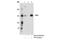 Tripeptidyl Peptidase 2 antibody, 14981S, Cell Signaling Technology, Immunoprecipitation image 