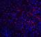 ATP Binding Cassette Subfamily A Member 7 antibody, GTX31856, GeneTex, Immunohistochemistry paraffin image 