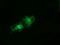T-Complex 11 Like 2 antibody, TA501806, Origene, Immunofluorescence image 