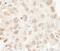 Cullin 3 antibody, NB100-58788, Novus Biologicals, Immunohistochemistry frozen image 