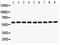 SMAD Family Member 4 antibody, LS-C357583, Lifespan Biosciences, Western Blot image 