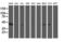 Aminoacylase 1 antibody, LS-C173124, Lifespan Biosciences, Western Blot image 