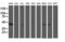 Aminoacylase 1 antibody, LS-C173124, Lifespan Biosciences, Western Blot image 