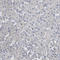 CD200 Molecule antibody, HPA031149, Atlas Antibodies, Immunohistochemistry paraffin image 