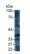 Thrombopoietin antibody, LS-C314413, Lifespan Biosciences, Western Blot image 