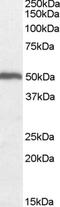 Origin recognition complex subunit 4 antibody, 46-102, ProSci, Western Blot image 