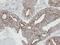 RAB2A, Member RAS Oncogene Family antibody, PA5-21754, Invitrogen Antibodies, Immunohistochemistry frozen image 