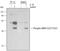 Mitogen-Activated Protein Kinase Kinase 4 antibody, AF2990, R&D Systems, Western Blot image 