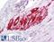 Integral Membrane Protein 2B antibody, LS-B6486, Lifespan Biosciences, Immunohistochemistry paraffin image 