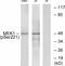 Mitogen-Activated Protein Kinase Kinase 1 antibody, A00292S222-1, Boster Biological Technology, Western Blot image 