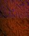 Myosin Light Chain 2 antibody, GTX33339, GeneTex, Immunohistochemistry paraffin image 