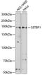 SET Binding Protein 1 antibody, 22-788, ProSci, Western Blot image 