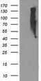 Eukaryotic Translation Initiation Factor 2B Subunit Gamma antibody, LS-C786429, Lifespan Biosciences, Western Blot image 