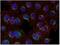 Spleen Associated Tyrosine Kinase antibody, M00490, Boster Biological Technology, Immunocytochemistry image 