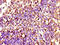 Spa1 antibody, CSB-PA021330LA01HU, Cusabio, Immunohistochemistry frozen image 