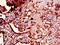 PTMA antibody, LS-C679252, Lifespan Biosciences, Immunohistochemistry paraffin image 