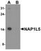 Nucleosome Assembly Protein 1 Like 5 antibody, PA5-72856, Invitrogen Antibodies, Western Blot image 