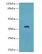 Leucine Rich Alpha-2-Glycoprotein 1 antibody, LS-C394685, Lifespan Biosciences, Western Blot image 