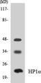 Chromobox 5 antibody, LS-C286285, Lifespan Biosciences, Western Blot image 