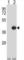 CCAAT Enhancer Binding Protein Epsilon antibody, abx027805, Abbexa, Western Blot image 