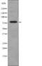 Dynamin 1 Like antibody, abx149896, Abbexa, Western Blot image 