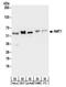 N-Myristoyltransferase 1 antibody, NBP2-32167, Novus Biologicals, Western Blot image 