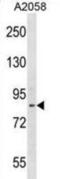 Disintegrin and metalloproteinase domain-containing protein 23 antibody, abx028855, Abbexa, Western Blot image 