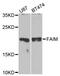 Fas apoptotic inhibitory molecule 1 antibody, MBS128079, MyBioSource, Western Blot image 