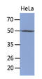 Thymine DNA Glycosylase antibody, LS-C200834, Lifespan Biosciences, Western Blot image 