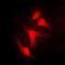 NFKB Inhibitor Alpha antibody, orb214312, Biorbyt, Immunofluorescence image 