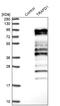 TRAF-Type Zinc Finger Domain Containing 1 antibody, NBP1-81875, Novus Biologicals, Western Blot image 