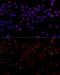 Heterogeneous Nuclear Ribonucleoprotein L antibody, GTX65879, GeneTex, Immunocytochemistry image 