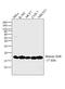 Histone Cluster 1 H2B Family Member N antibody, PA1-41058, Invitrogen Antibodies, Western Blot image 