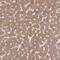 RHEB Like 1 antibody, PA5-62732, Invitrogen Antibodies, Immunohistochemistry frozen image 