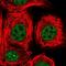 THO Complex 2 antibody, NBP1-92500, Novus Biologicals, Immunofluorescence image 