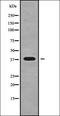 Growth Differentiation Factor 6 antibody, orb338340, Biorbyt, Western Blot image 
