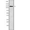 Contactin-associated protein-like 3 antibody, abx149437, Abbexa, Western Blot image 