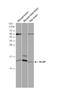 Fatty Acid Binding Protein 7 antibody, NBP2-16399, Novus Biologicals, Western Blot image 